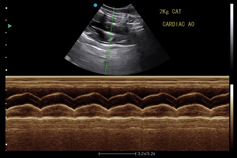 Image clinique obtenue avec l'échographe portable vétérinaire Doppler Couleur SIUI Apogee 2100V