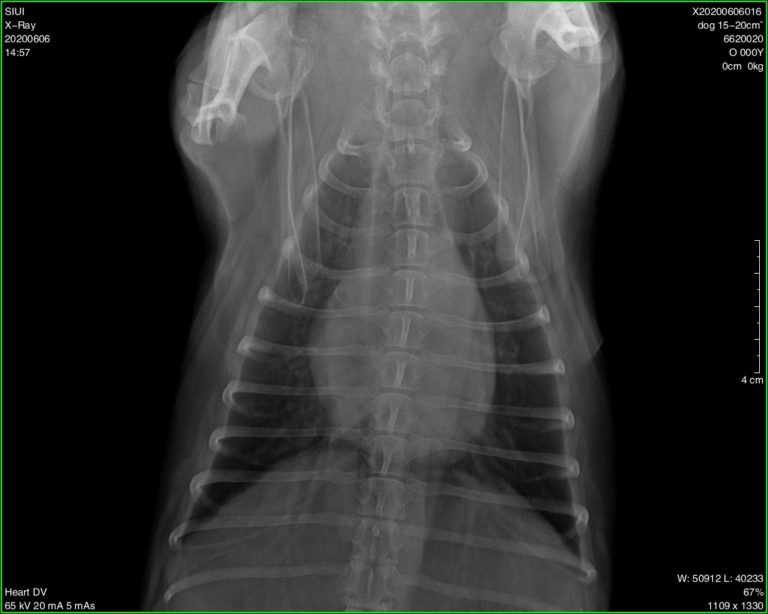Radiographie obtenue avec le système de radiographie numérique vétérinaire portable SIUI SR 1000V