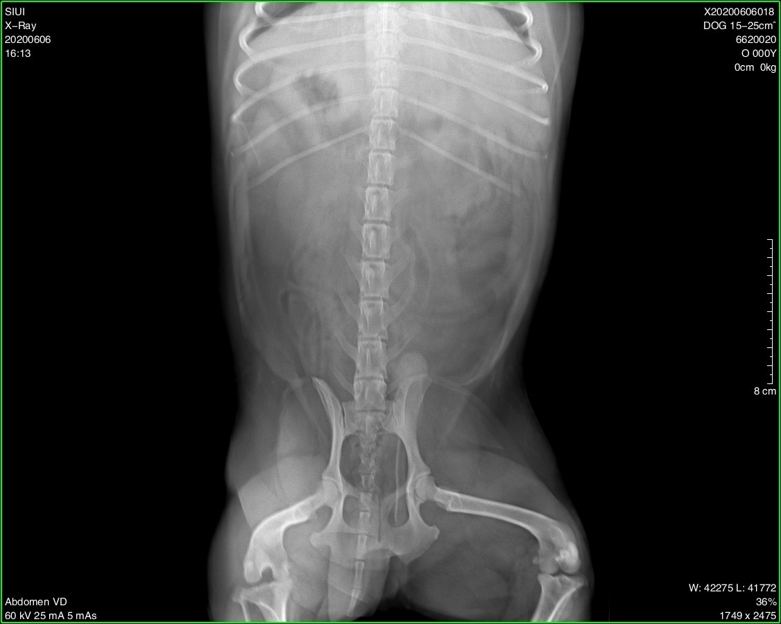 Radiographie obtenue avec le système de radiographie numérique vétérinaire portable SIUI SR 1000V