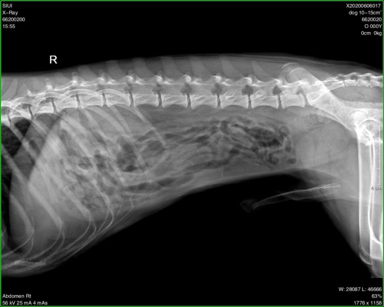 Radiographie obtenue avec le système de radiographie numérique vétérinaire portable SIUI SR 2300V